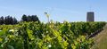Vignes saintaubin r20-42.jpg