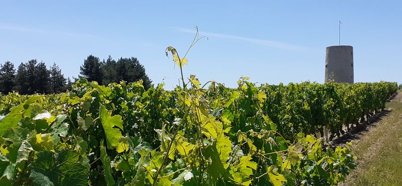 Fichier:Vignes saintaubin r20-42.jpg
