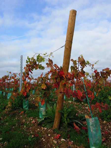 Fichier:Vignes en automne - 2015g.jpg