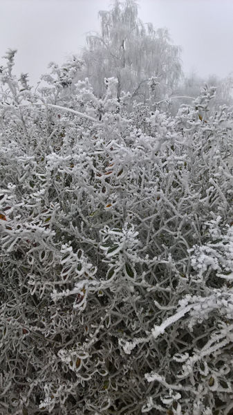 Fichier:Anjou givre 20161231 y.jpg