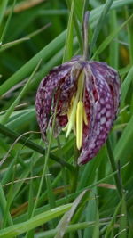 Photographie de la fleur.