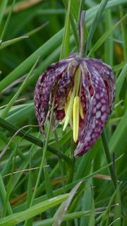 Photographie de la fleur.