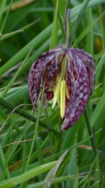 Fichier:Fritillaire 2016a.jpg