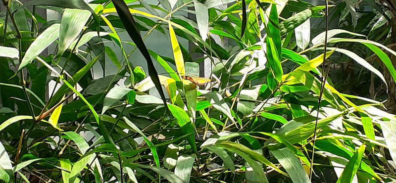 Fichier:Terrabotanica 2020 133328.jpg