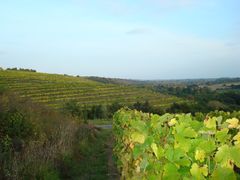 Vignes