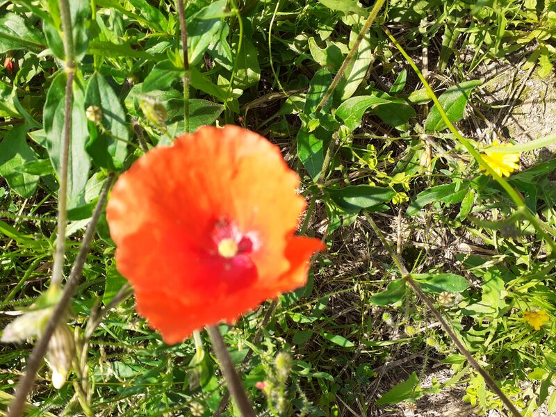 Fichier:Saintgeorgessurloire fleurs 2024 164900.jpg