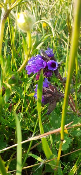 Fichier:Fleurs de printemps 2023 0944.jpg