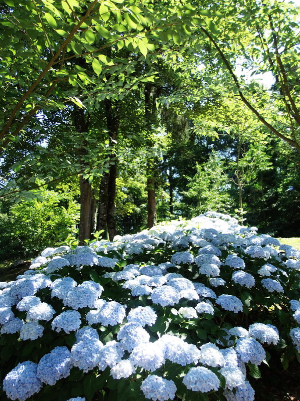 Photographie Parc oriental de Maulévrier.
