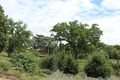 Chemille camifolia 1429.JPG