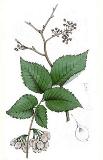 Illustration de l'orme.