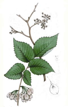 Illustration de l'orme.