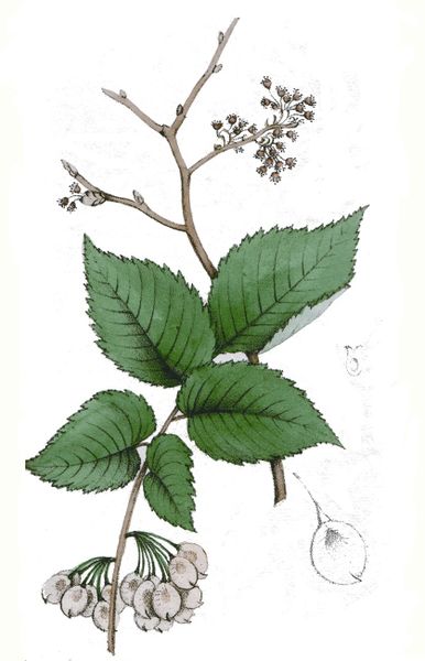 Fichier:Ulmus effusa dictionnaire suisse 1853.jpg