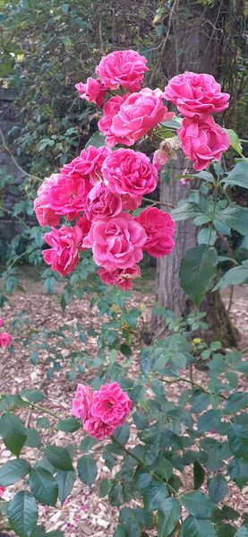 Fichier:Cheminsrose 101907.jpg