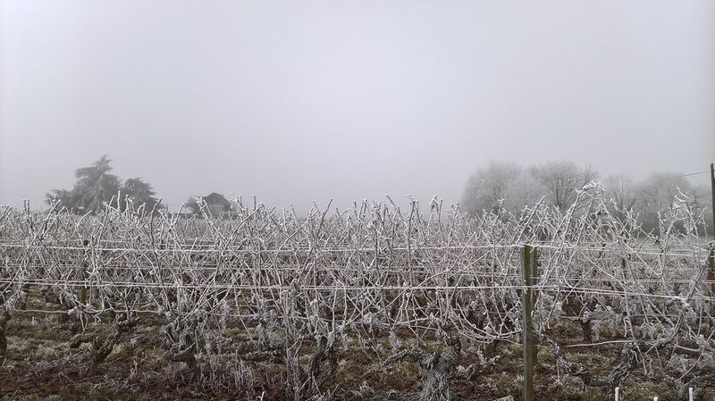 Fichier:Anjou givre 20161231 b.jpg