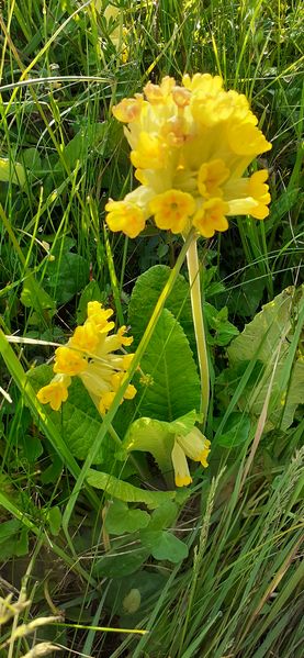 Fichier:Fleurs de printemps 2023 0942.jpg