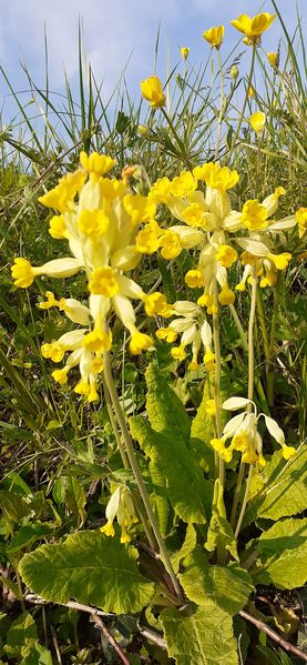 Fichier:Fleurs de printemps 2023 0951.jpg