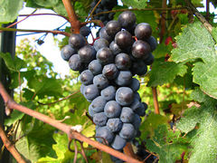 Vigne à Brissac