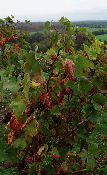Fichier:Cornicheangevine lahaielongue 2013-2b.jpg