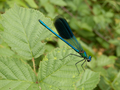 Libellule demoiselle