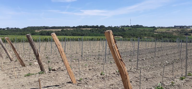 Fichier:Jeune vigne saintaubin r20-53.jpg