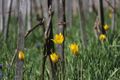 Tulipe sauvage