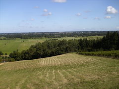 Cornicheangevine vallee loire-2008a.jpg