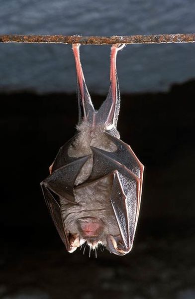 Fichier:Grand rhinolophe photographie2 lpo.jpg