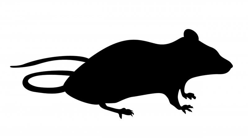 Fichier:Illustration souris.jpg
