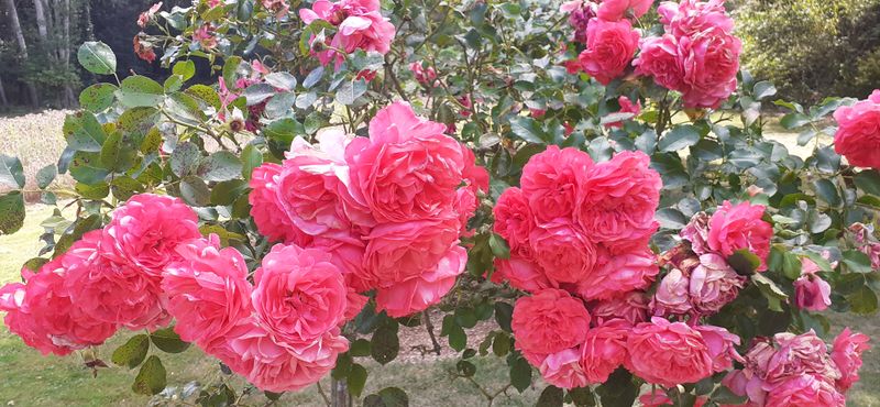 Fichier:Cheminsrose 102455.jpg