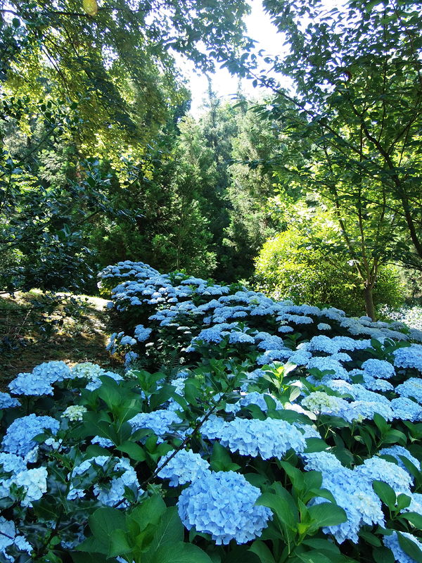 Photographie Parc oriental de Maulévrier.