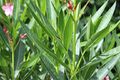 Chemille camifolia 1559.JPG