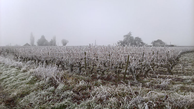 Fichier:Anjou givre 20161231 a.jpg