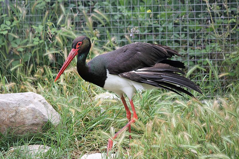 Fichier:Cigogne noire 2012a.jpg