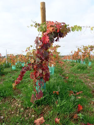 Vignes sur les hauts de Rochefort-sur-Loire.