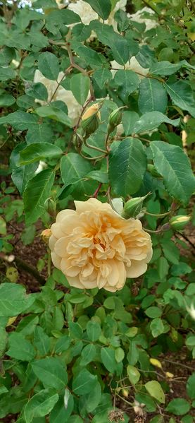 Fichier:Cheminsrose 102016.jpg