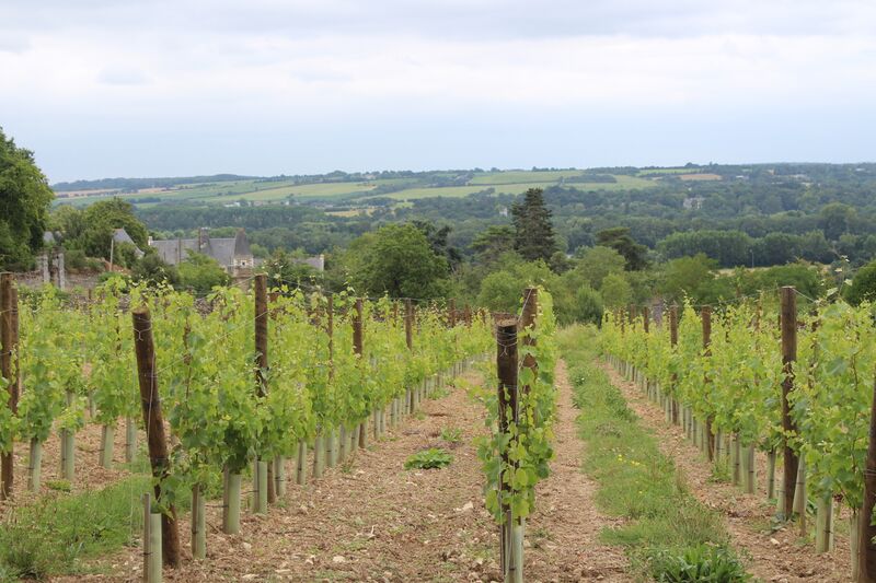 Fichier:Savennieres epire coulee de serrant 2024-0965.JPG