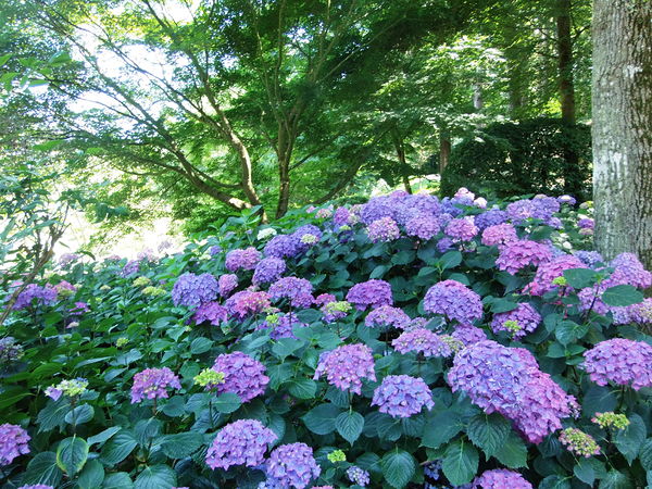 Photographie Parc oriental de Maulévrier.