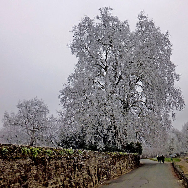 Fichier:Bouchemaine lapointe givre 20170101a.jpg