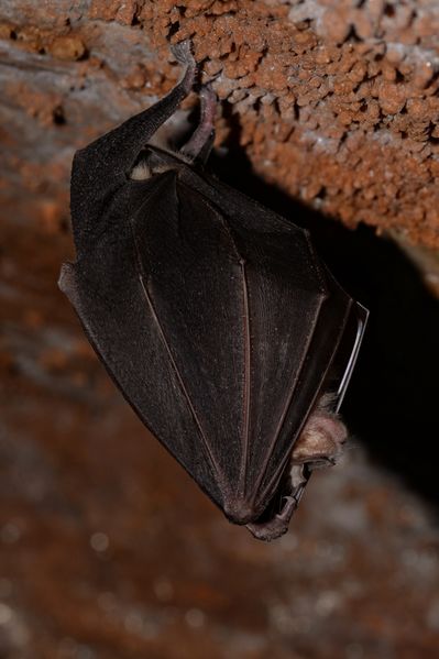 Fichier:Grand rhinolophe 2017a.jpg