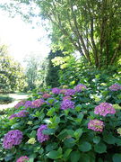 Maulevrier parc oriental -2015b.JPG