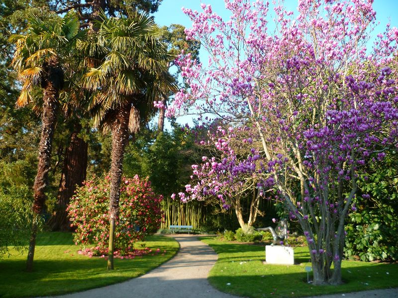 Fichier:Arboretum Gaston-Allard P102.jpg