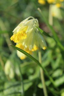 Photographie de la fleur.
