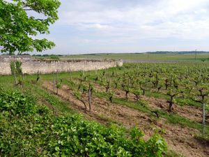 Photographie des vignes du Clos d'entre les Murs.