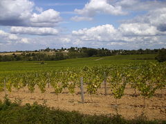Rochefortsurloire vignes lacroixblanche-2008a.jpg