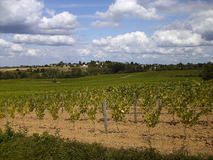 Photographie de vignes à Rochefort-sur-Loire.