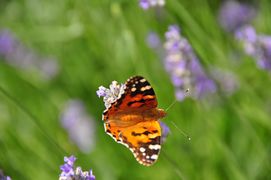 Papillon