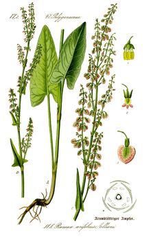 Illustration de l'oseille.