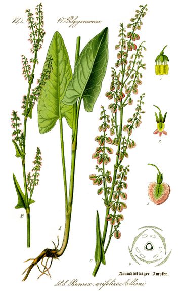 Fichier:Rumex arifolius 1885 OttoWilhelmThomé.jpg