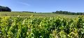 Vignes rochefort r20-33.jpg