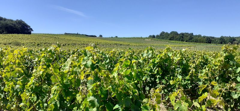 Fichier:Vignes rochefort r20-33.jpg
